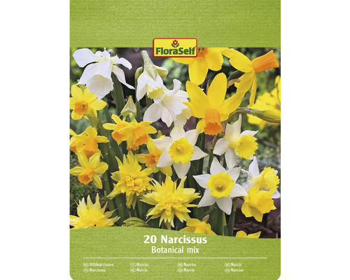 Cibuľky narcisov FloraSelf, botanická zmes, balenie 20 kusov
