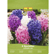 Balenie FloraSelf s 8 hyacintami orientalis mix