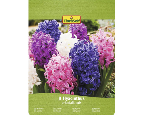 Hyacinty mix FloraSelf 14/15 8 ks Balenie FloraSelf s 8 hyacintami orientalis mix