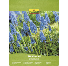 Balenie cibuľovín FloraSelf 30 modríc