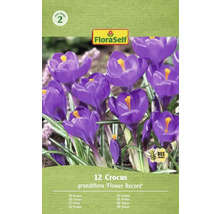 Balenie krokusov odrody 'Flower Record' s dvanástimi kusmi a logom FloraSelf.