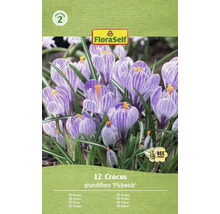 Balenie 12 krokusov odrody Grandiflora 'Pickwick' s logom FloraSelf a symbolom 'Priateľské k včelám'