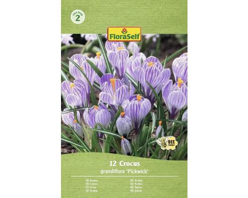 Balenie 12 krokusov odrody Grandiflora 'Pickwick' s logom FloraSelf a symbolom 'Priateľské k včelám'
