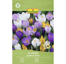 Balenie 12 krokusov, odroda Grandiflora Mixed