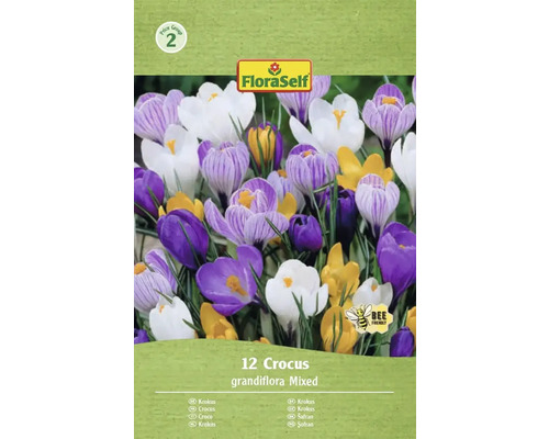 Šafran FloraSelf 'Grandiflora mix' 12 ks Balenie 12 krokusov, odroda Grandiflora Mixed