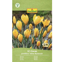 Balenie FloraSelf krokus grandiflora Yellow Mammouth, 12 kusov