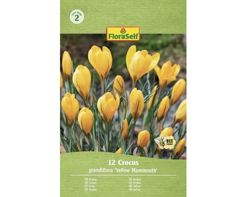 Krókusy FloraSelf 'Yellow Mammouth' 12 ks žlté Balenie FloraSelf krokus grandiflora Yellow Mammouth, 12 kusov