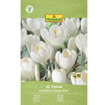 Balenie dvanástich cibuliek krokus grandiflora Jeanne d'Arc