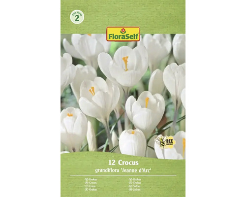 Balenie dvanástich cibuliek krokus grandiflora Jeanne d'Arc