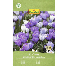 FloraSelf Krokus Grandiflora Blue Blended Mix, balenie 12 kusov