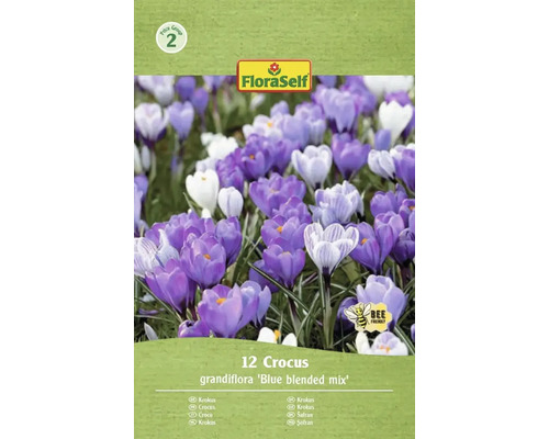 FloraSelf Krokus Grandiflora Blue Blended Mix, balenie 12 kusov