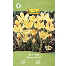 Balenie 15 krokusov odrody Botanical 'Romance' od FloraSelf