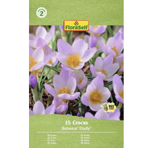 Balenie 15 krokusov Botanical 'Firefly'