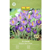 Balenie 15 krokusov Botanical Barrs Purple od FloraSelf