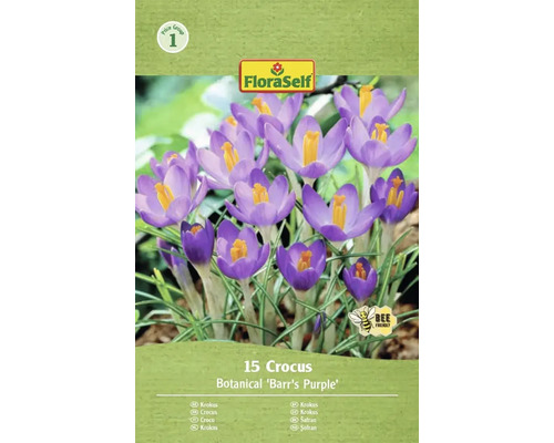 Balenie 15 krokusov Botanical Barrs Purple od FloraSelf