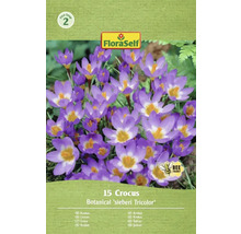 Balenie 15 krokusov odrody Botanical sieberi Tricolor od FloraSelf