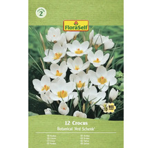 Balenie 12 krokusov odrody Botanical 'Ard Schenk'