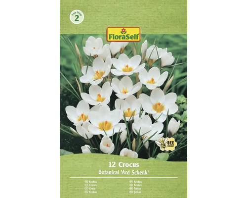 Balenie 12 krokusov odrody Botanical 'Ard Schenk'