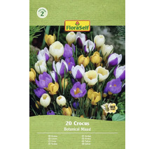 Balenie krokusov s botanickou zmesou, 20 kusov