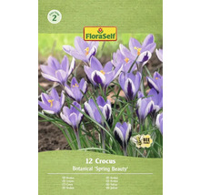 Balenie 12 cibuliek krokusov odrody Botanical 'Spring Beauty'