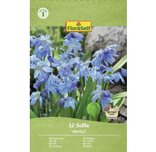 Balenie 12 cibúľ Scilla siberica od značky FloraSelf