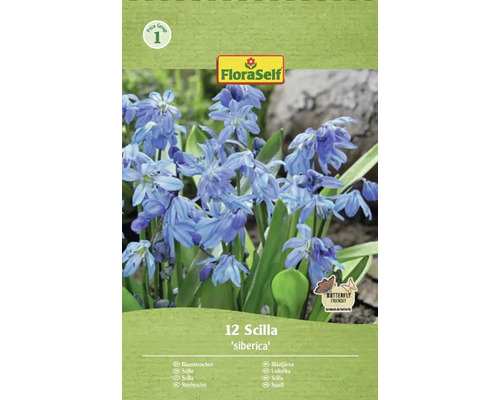 Scila sibírska 7/8 FloraSelf 'Siberica' 12 ks Balenie 12 cibúľ Scilla siberica od značky FloraSelf