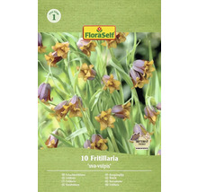 Balenie desiatich rastlín Fritillaria Uva-Vulpis
