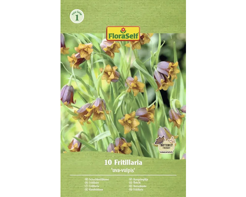 Korunkovka kráľovská FloraSelf 'Uva-Vulpis' 10 ks Balenie desiatich rastlín Fritillaria Uva-Vulpis