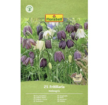 Balenie cibuľovín FloraSelf Korunkovka strakatá, 25 kusov