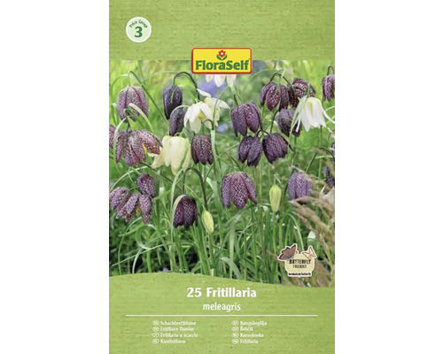 Balenie cibuľovín FloraSelf Korunkovka strakatá, 25 kusov