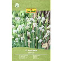 Balenie bledúľ Leucojum aestivum