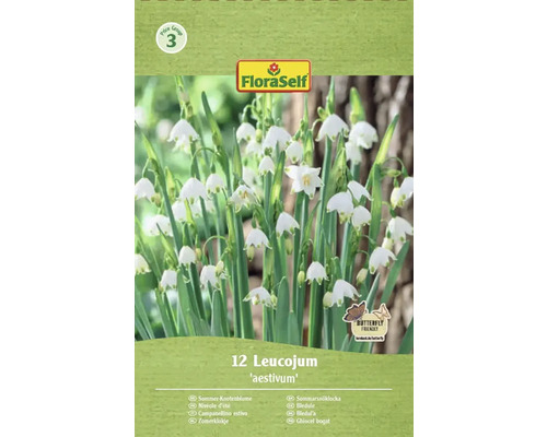 Balenie bledúľ Leucojum aestivum