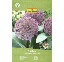 Balenie troch okrasných cibuliek druhu Allium karataviense Red Giant