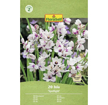 Balenie 20 cibuliek Ixia Spotlight značky FloraSelf