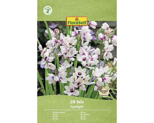 Ixia dúhovnica FloraSelf 'Spotlight' 20 ks Balenie 20 cibuliek Ixia Spotlight značky FloraSelf
