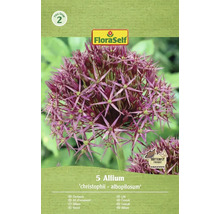 Okrasný cesnak Allium 'christophii - albopilosum' balenie