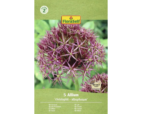 Okrasný cesnak FloraSelf 'Albopilosum' 5 ks Okrasný cesnak Allium 'christophii - albopilosum' balenie