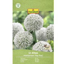 Balenie 12 cibuliek okrasného cesnaku Allium ampeloprasum 'Ping Pong' od firmy FloraSelf
