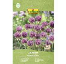 Balenie cesnaku guľatohlavého od FloraSelf, 20 kusov