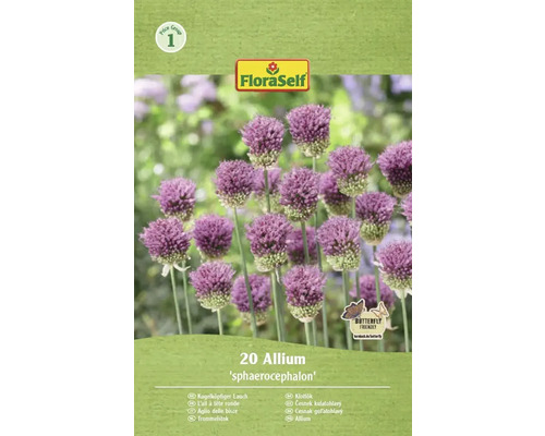 Okrasný cesnak guľatohlavý FloraSelf 'Spaerocephalum' 4/5 20 ks Balenie cesnaku guľatohlavého od FloraSelf, 20 kusov