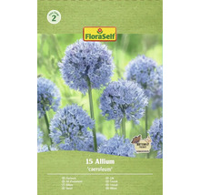 Balenie okrasného cesnaku Allium caeruleum, vhodný pre motýle, od FloraSelf