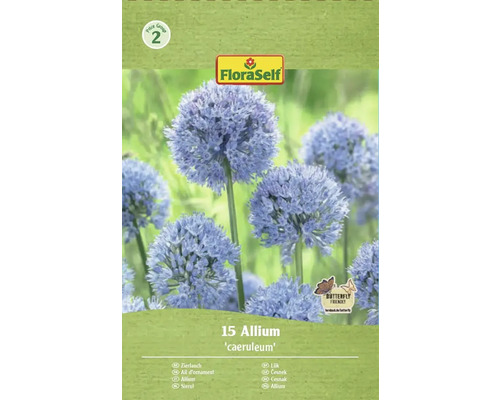 Okrasný cesnak FloraSelf 'Caeruleum' 5/6 15 ks Balenie okrasného cesnaku Allium caeruleum, vhodný pre motýle, od FloraSelf