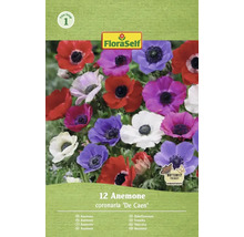 FloraSelf veternica coronaria De Caen, 12 kusov, priaznivé pre motýle