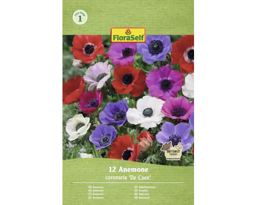 Sasanka veľkokvetá FloraSelf 'The Caen' 5/6 12 ks FloraSelf veternica coronaria De Caen, 12 kusov, priaznivé pre motýle