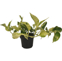 Potosovec zlatý v kvetináči