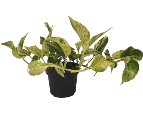 Potosovec zlatý v kvetináči