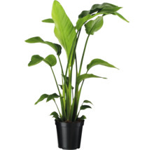 Strelicie v čiernom kvetináči