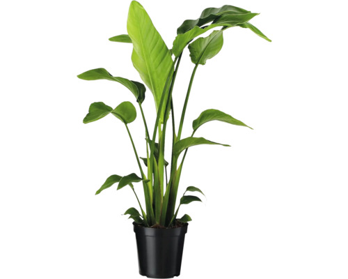 Strelicie v čiernom kvetináči