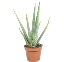 Aloe Vera rastlina v kvetináči