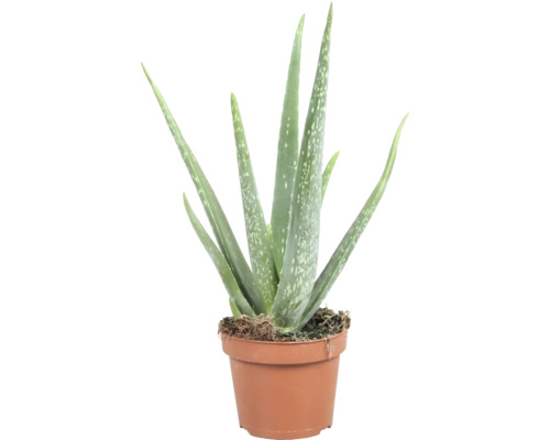 Aloe Vera rastlina v kvetináči